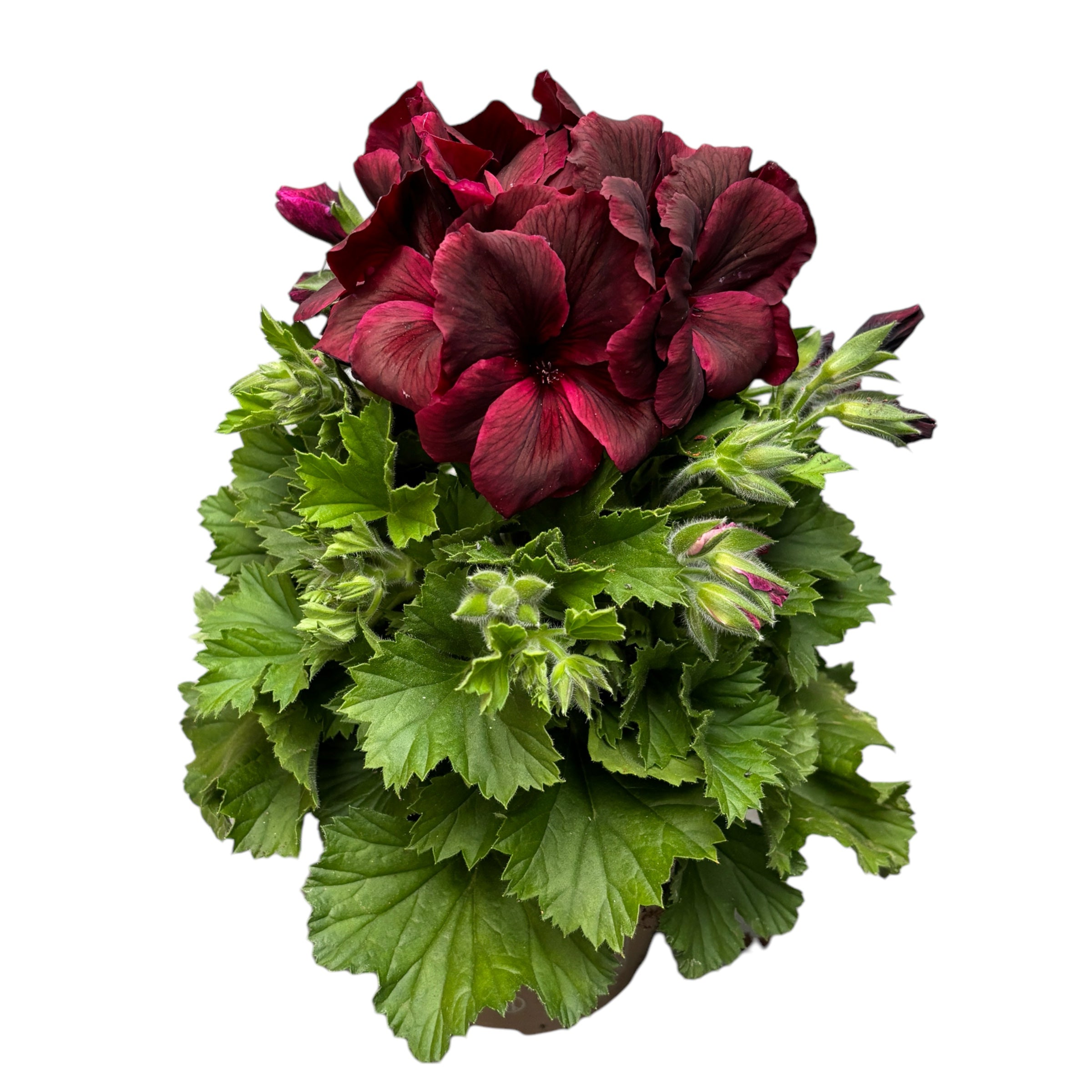 Pelargonium Grandiflorum 'Regalia Chocolate' (muscate englezesti)