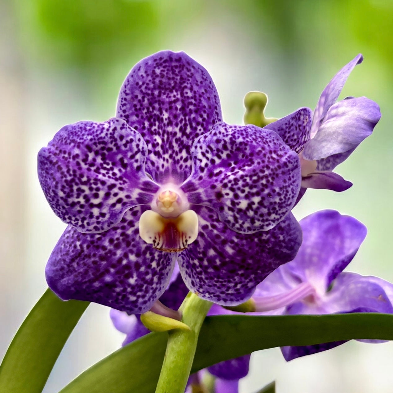 Vanda Tweed Blau XXL (Ansu)
