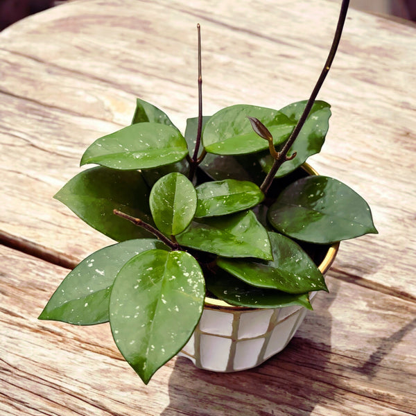 Hoya carnosa 'Freckles' (Silver Splash) - volle Töpfe