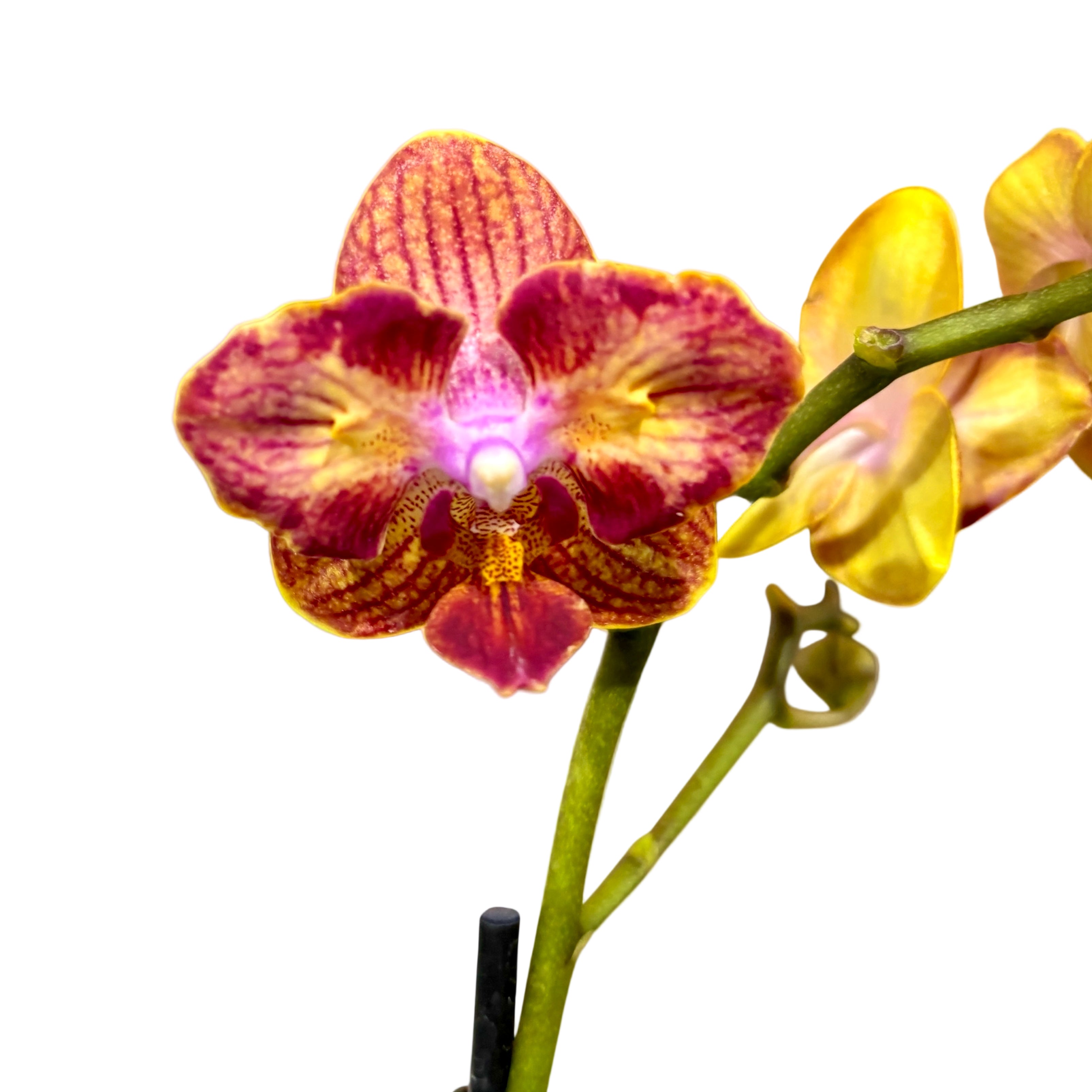 Phalaenopsis Kauai Sunset peloric - Butterfly