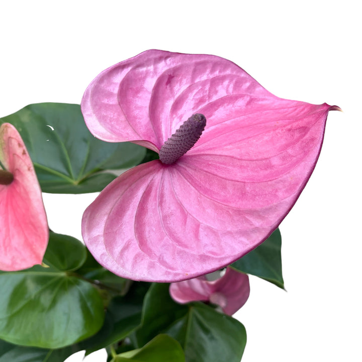 Anthurium ‘Cavalli’