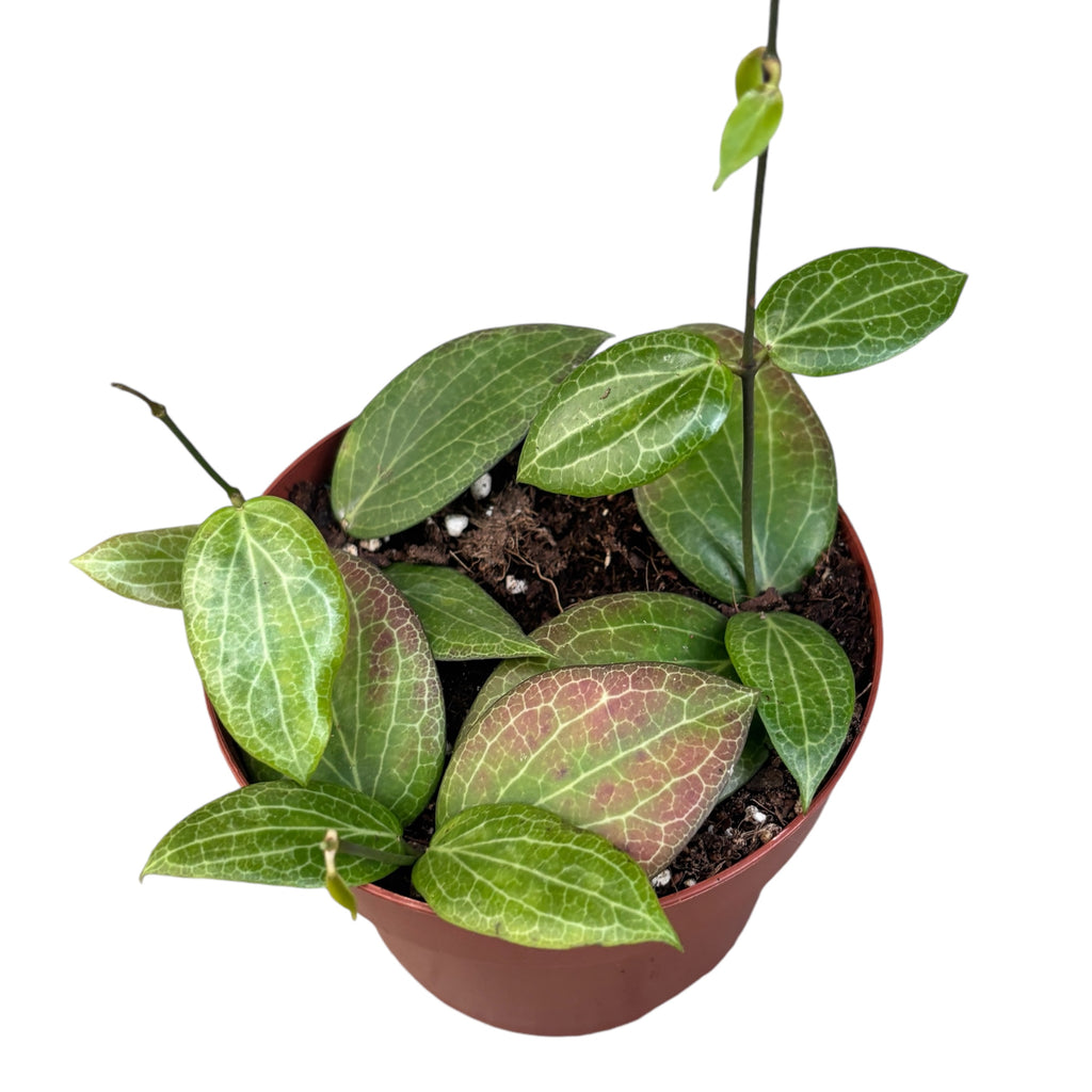 Hoya fitchii - plné kvetináče!