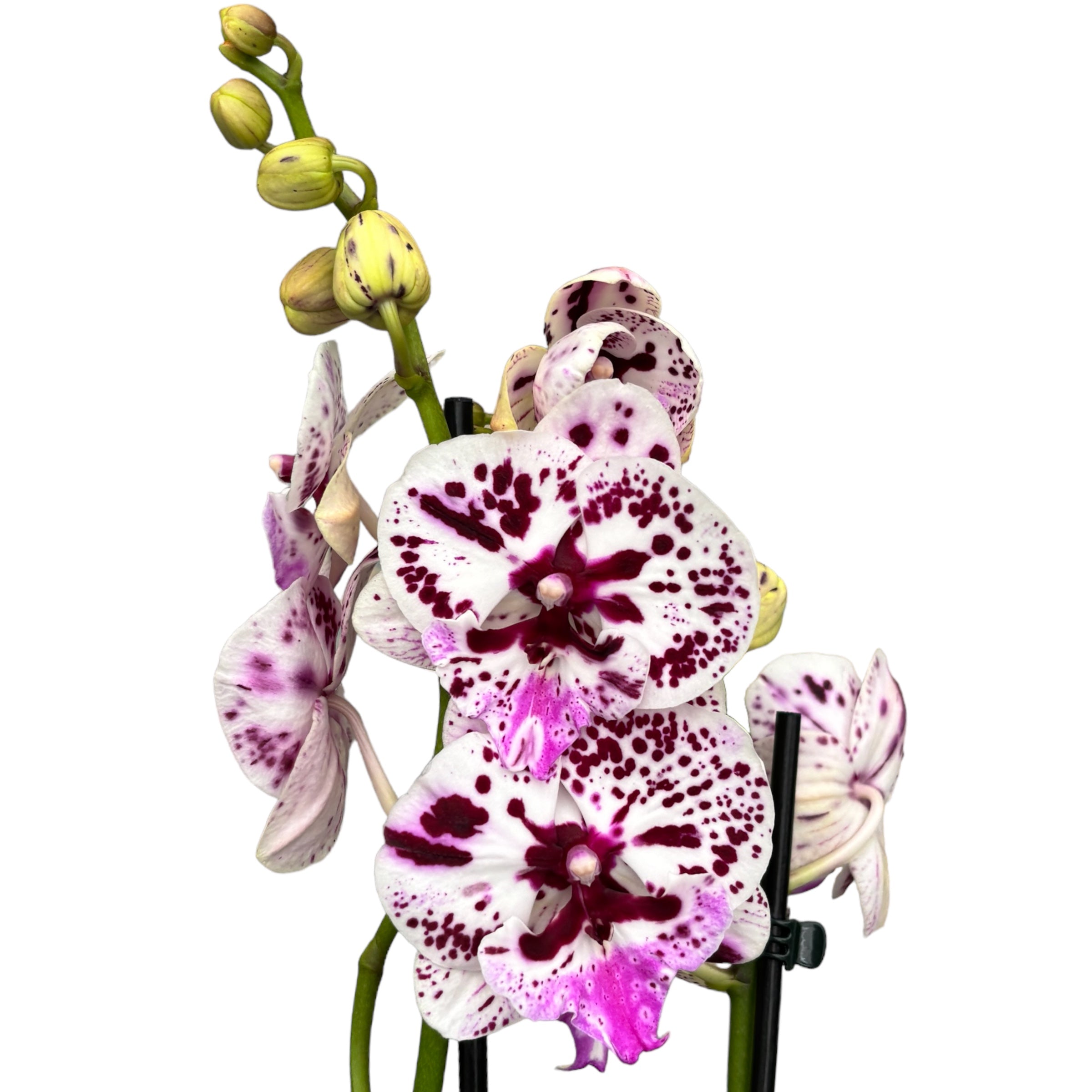 Phalaenopsis Eleganza Senza Parole *labbro grande
