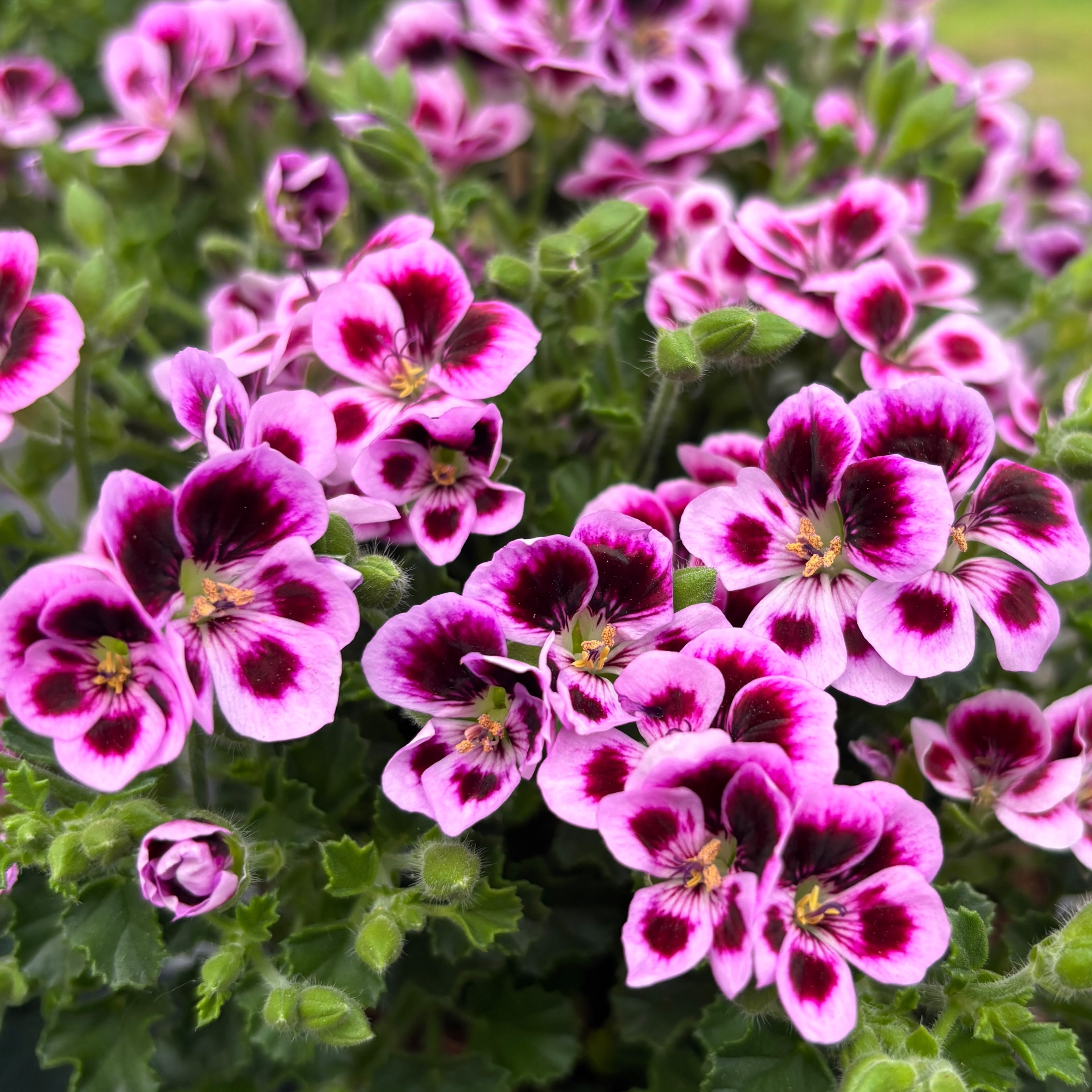 Muscate antitantari parfumate  - Pelargonium ‘Angel Parfum Jady’