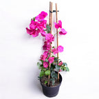 Bougainvillea 'Pink' - Pink Paper Flower