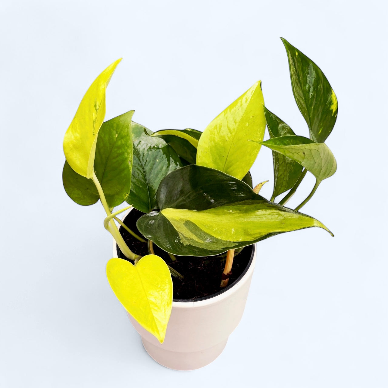 Epipremnum mix -3 varietati/ghiveci