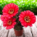 Echinopsis cv. ‘Maria Piazza’ – nagy virágú kaktusz