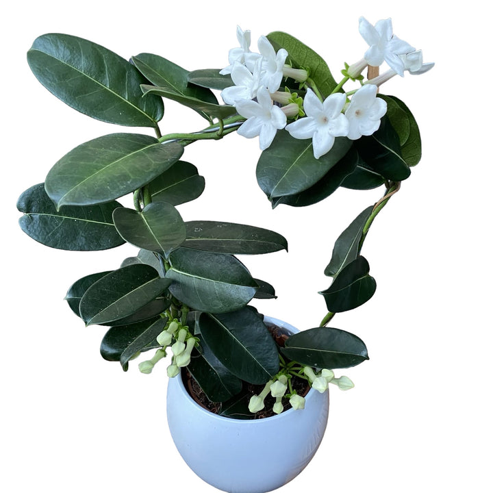 Stephanotis parfumata - Iasomia de Madagascar (Floarea Fericirii)