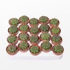 Gymnocalycium damsii (anisitsii)