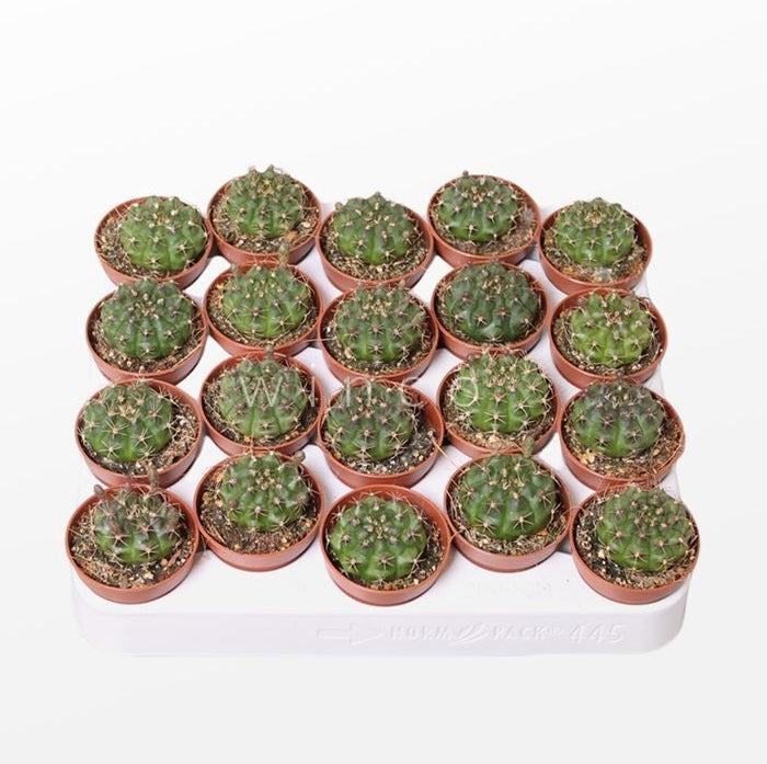 Gymnocalycium damsii (anisitsii)