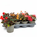 Begonia (Tuberhybrida Grp) Nonstop Mocca mix – Knollenbegonie mit dunkelgrünem Laub
