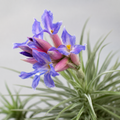 Tillandsia bergeri - planta aeriana cu flori albastre