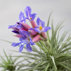 Tillandsia bergeri - planta aeriana cu flori albastre
