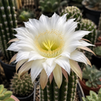 Trichocereus purpureopilosus x Trichocereus thelegonus