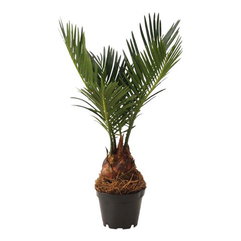 Cycas Revoluta - palmier sago, planta preistorica cu frunzis exotic