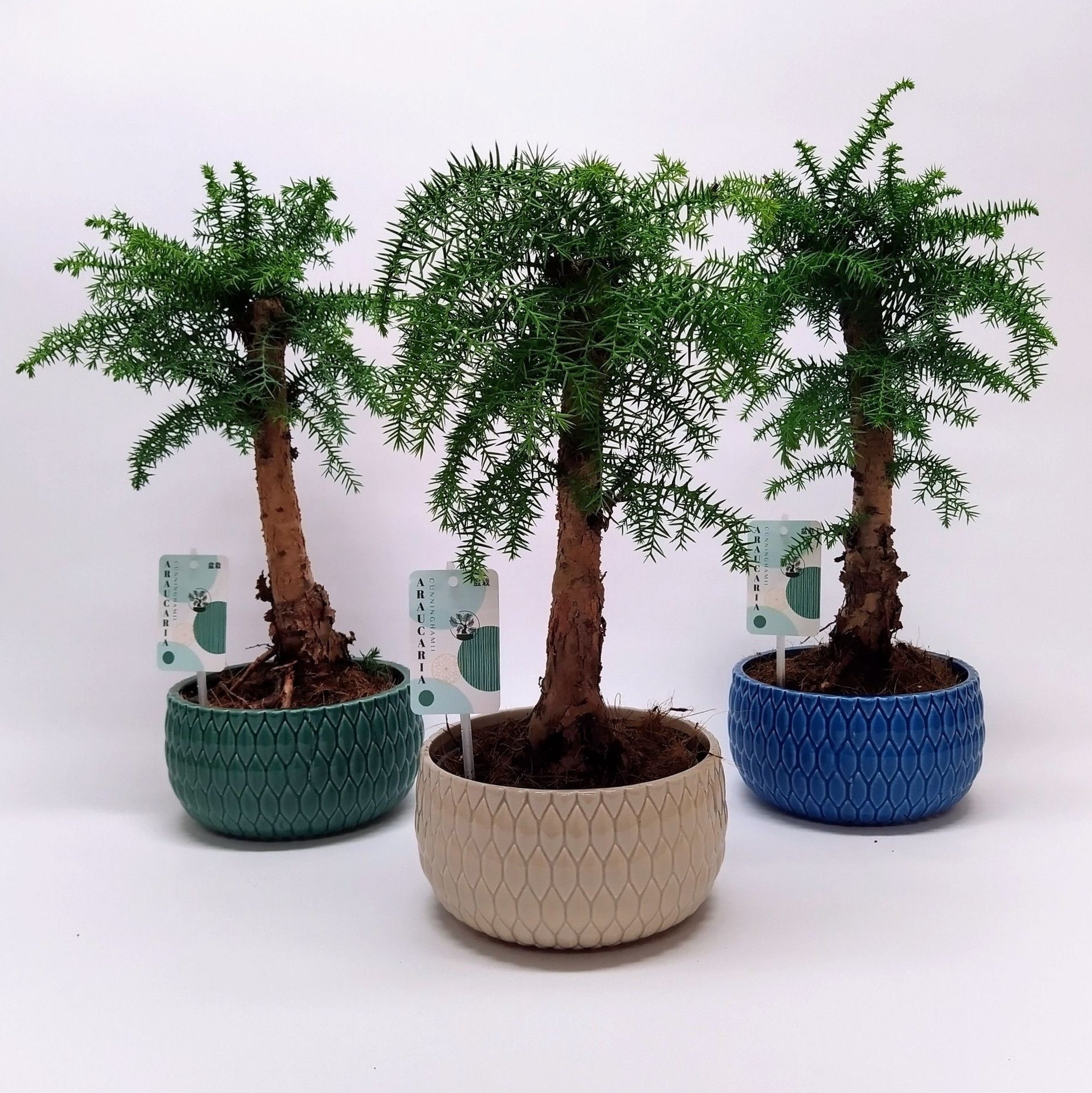 Bonsai Araucaria Cunninghamii i keramisk kruka