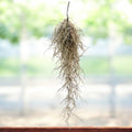 Tillandsia Usneoides, Spanish Moss ("Old Man's Beard")
