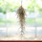 Tillandsia Usneoides, Spanish Moss ("Old Man's Beard")