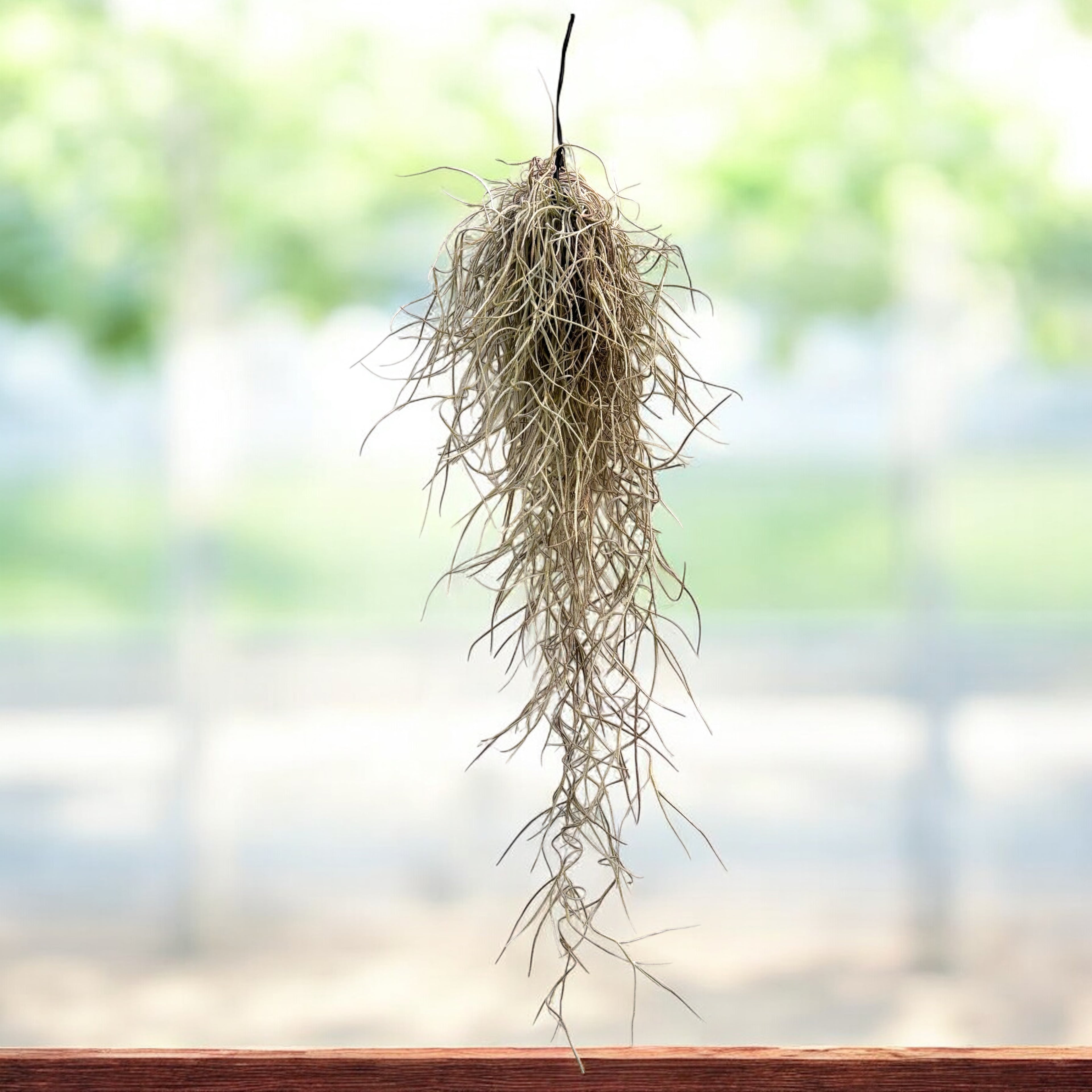 Tillandsia Usneoides, Spanish Moss ("Barba mosului")