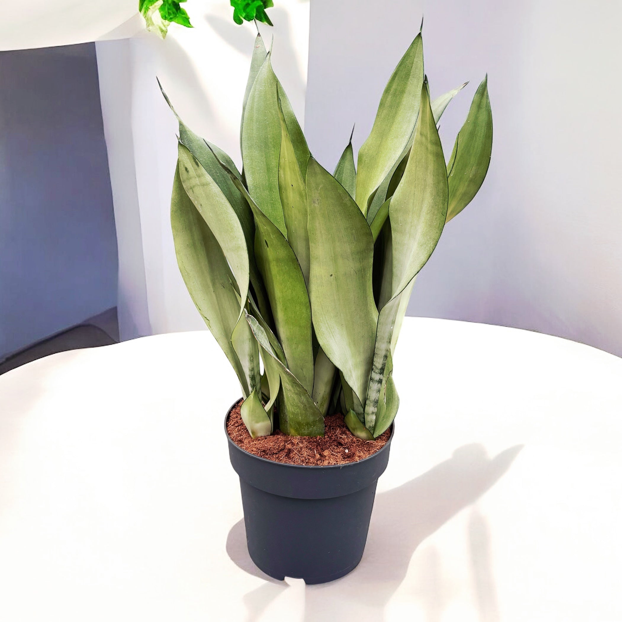 Sansevieria trifasciata 'Moonshine' - exemplare XL