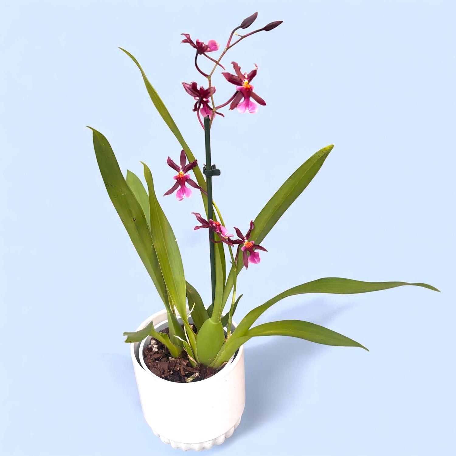 catcatさん専用 ＊ Hoya ＊ ホヤ ＊ inflata Hoya inflata – flori galbene parfumate ca niste clopotei cerati