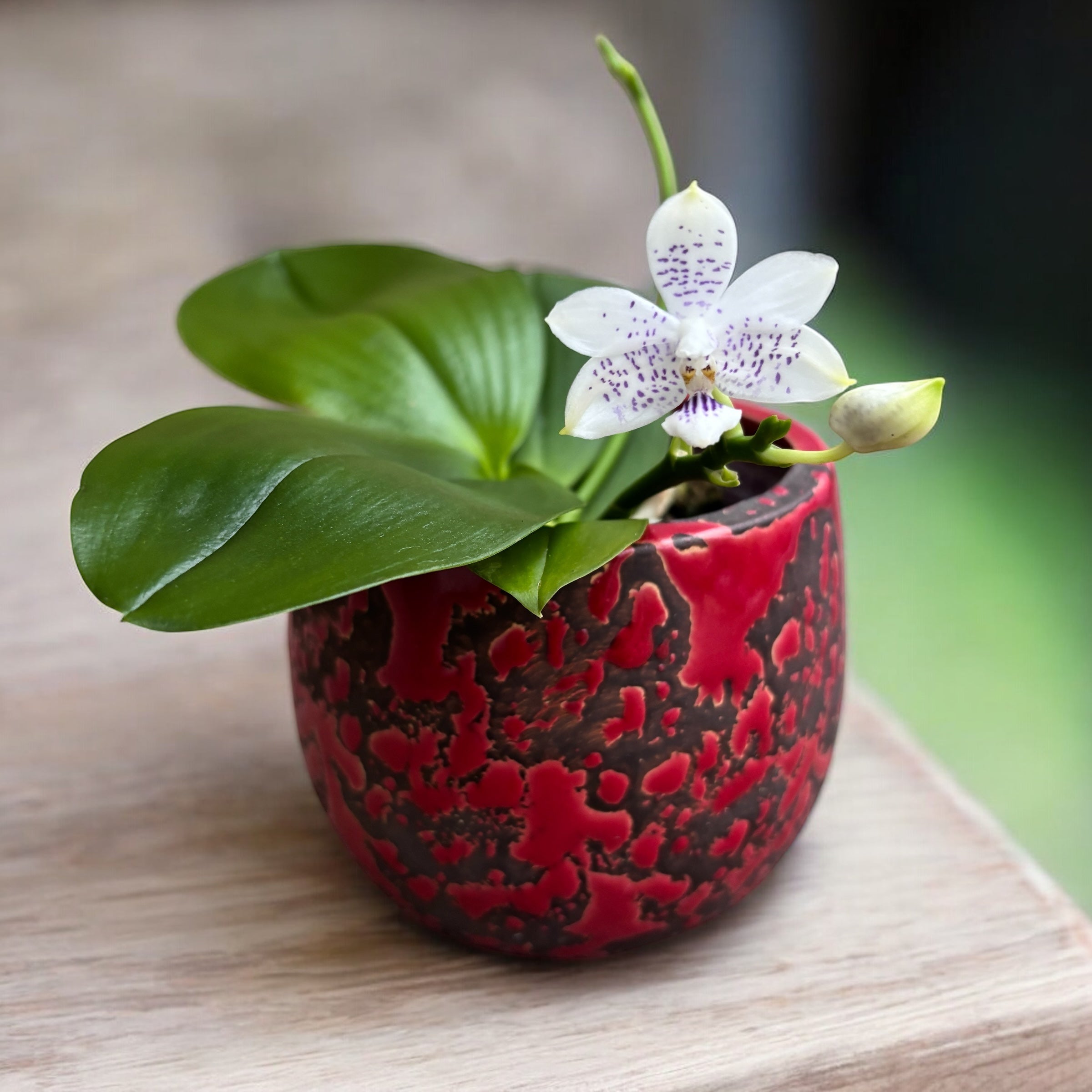 Phalaenopsis Miki Blue Angel C1 'Blue Diamond' - fleurs parfumées