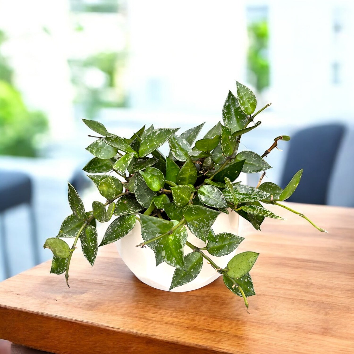 Hoya krohniana 'Splash' - full pots D9