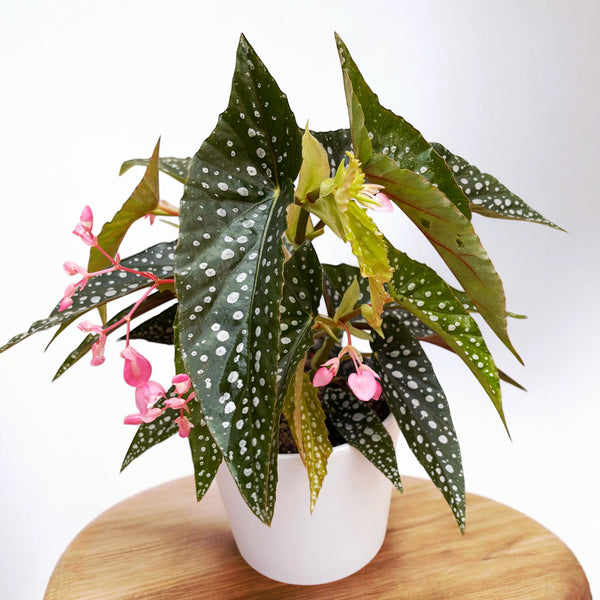 Begonia corallina ‘Tamaya’ -  Planta de interior eleganta cu flori roz