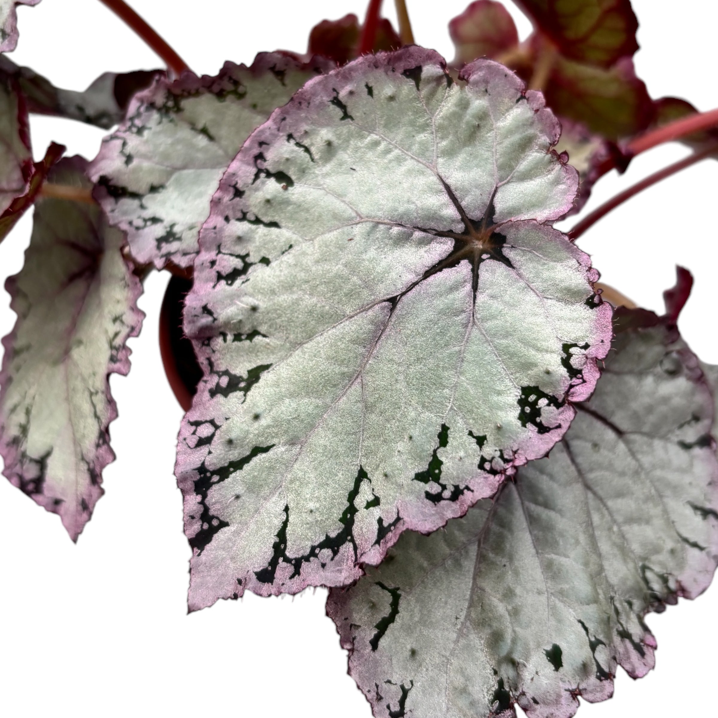Begonia 'Hawaiian Silver'