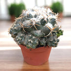 Coryphantha elephantidens – cactus globular cu flori mari, parfumate