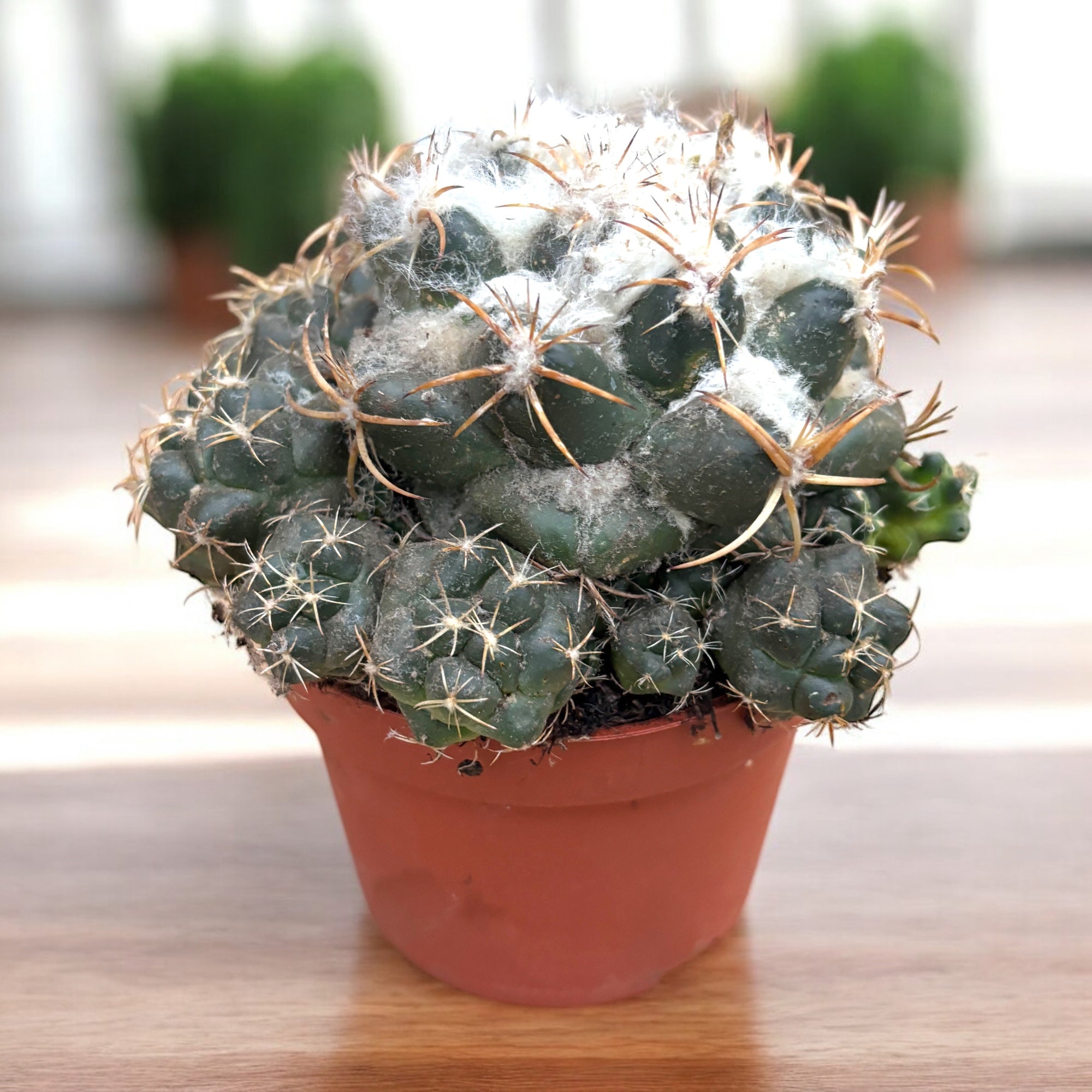 Coryphantha elephantidens – cactus globular cu flori mari, parfumate