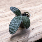 Phalaenopsis celebensis