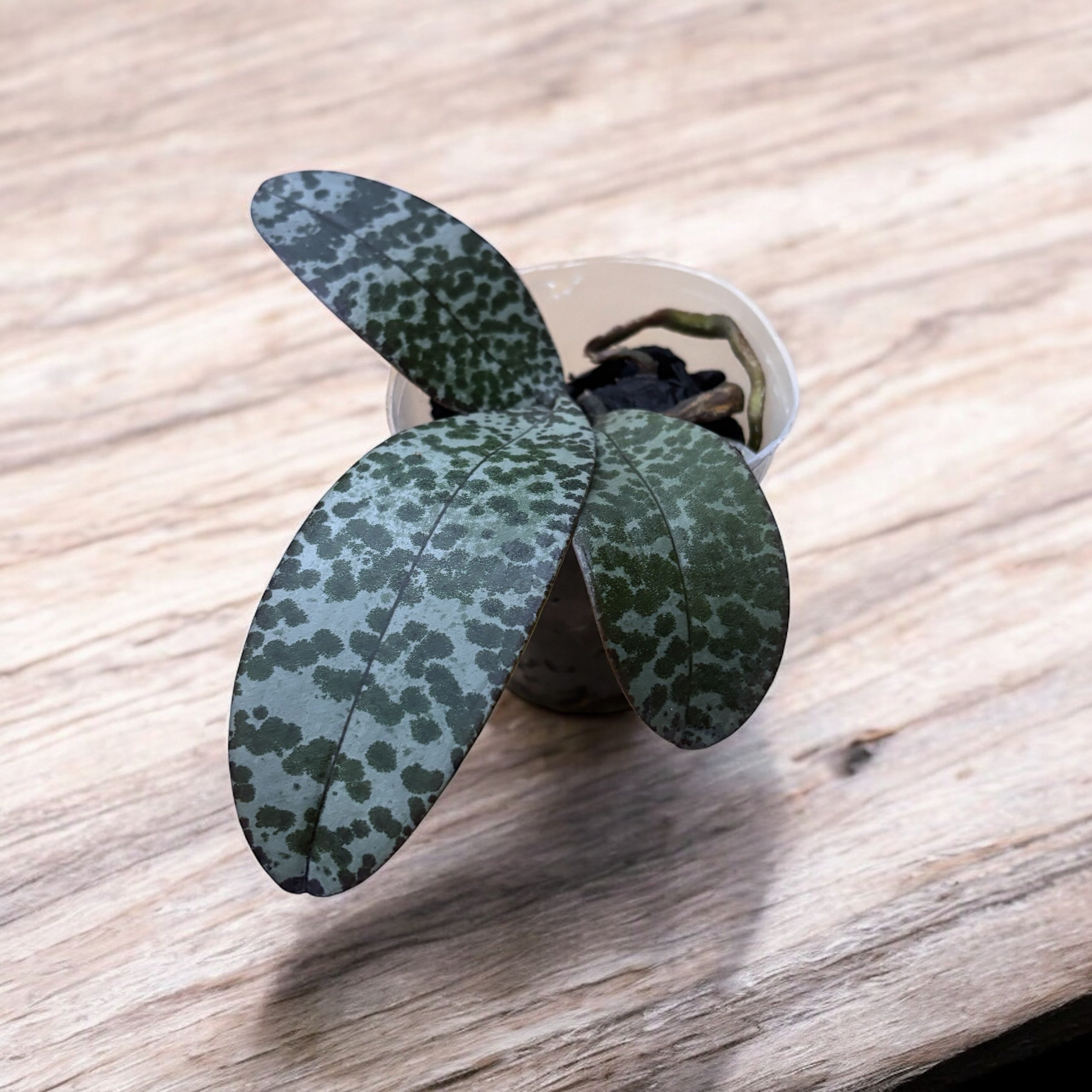 Phalaenopsis celebensis