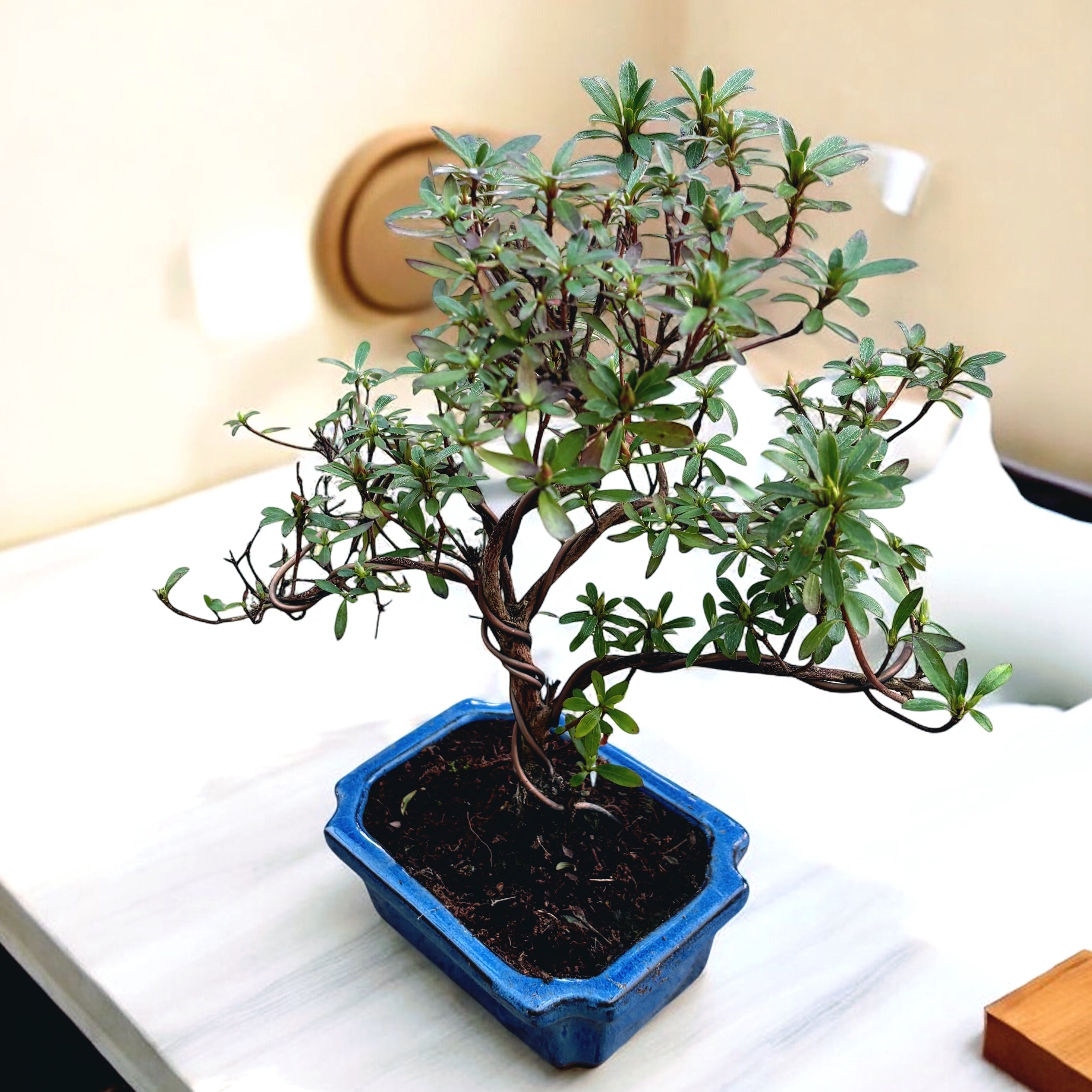 Bonsai Azalea Japonica (Rhododendron) – Secret Garden Plant Shop