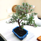 Bonsai Azalea Japonica (Rhododendron)
