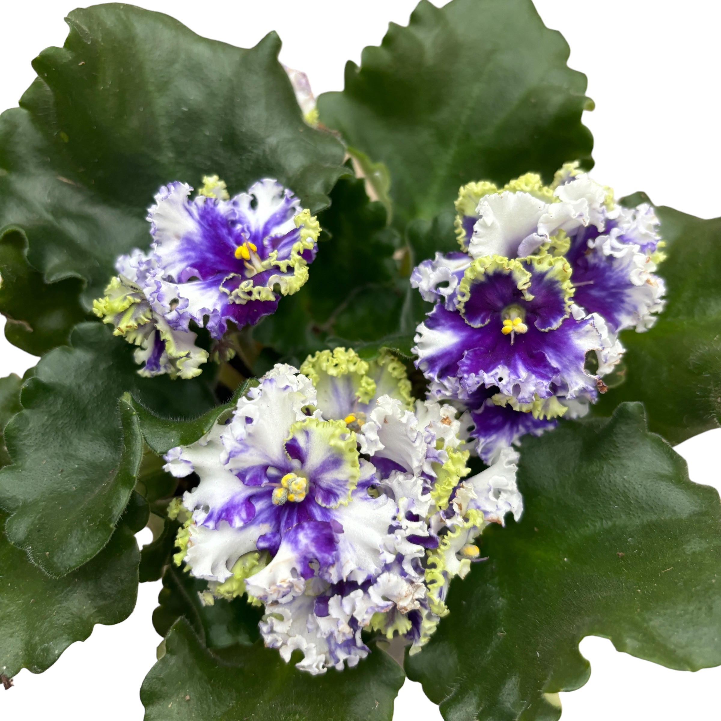 Saintpaulia 'Curlies Ocean Fi' variation