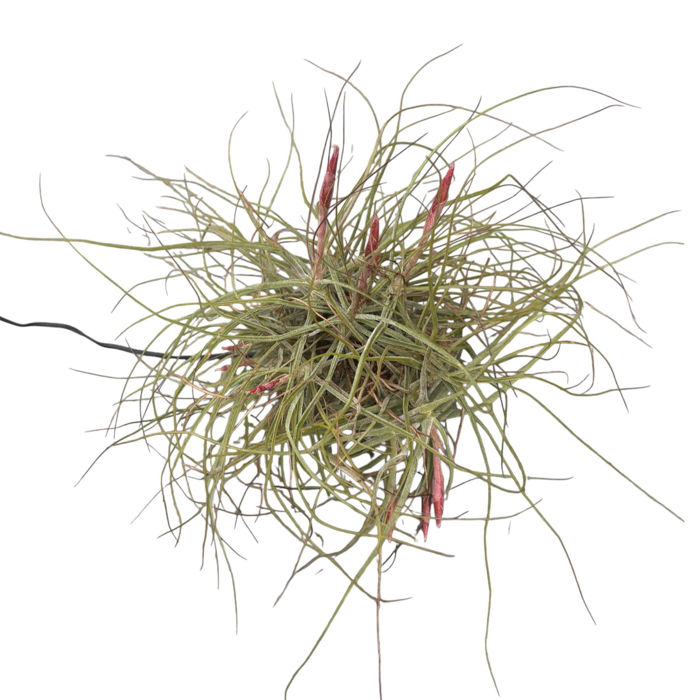 Planta aeriana Tillandsia Schiedeana clumps