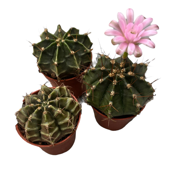 Kakteen Gymnocalycium mihanovichii