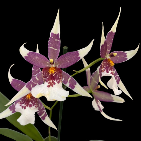 Aliceara (Beallara) purple - fragrant flowers