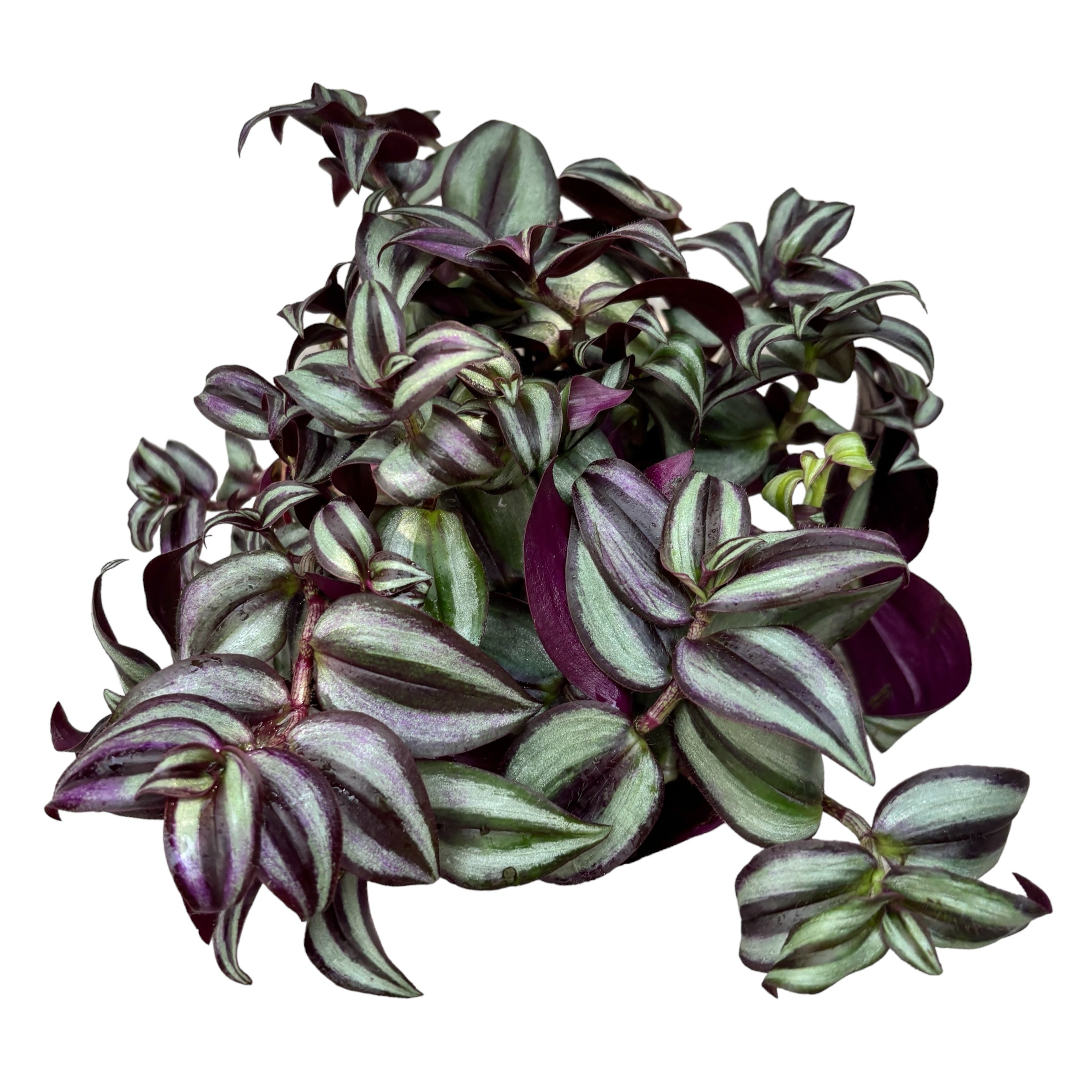 Tradescantia ‘Pink Joy’