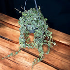 Hoya curtisii - full pots - exemplare mari!