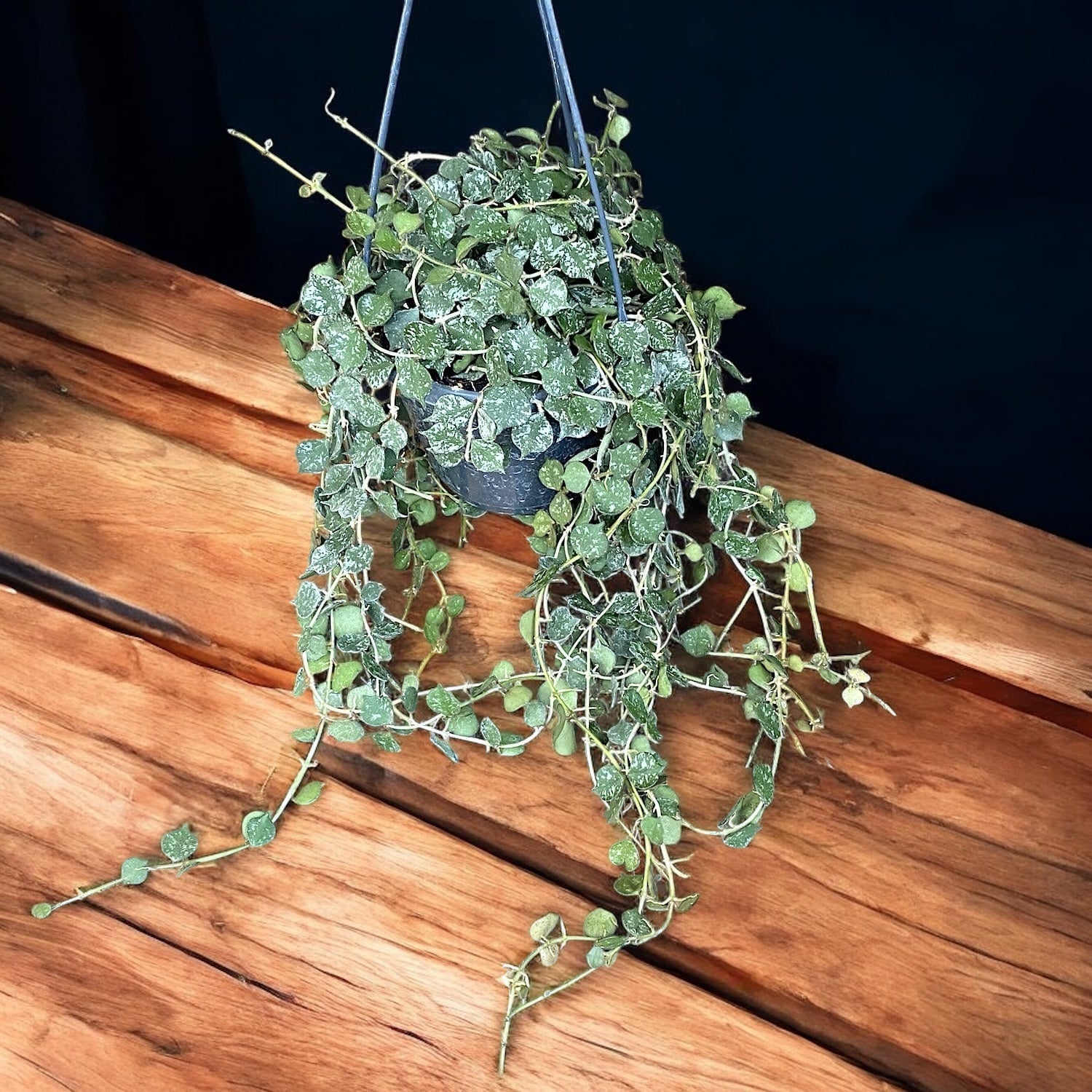 Hoya curtisii - full pots - exemplare mari!