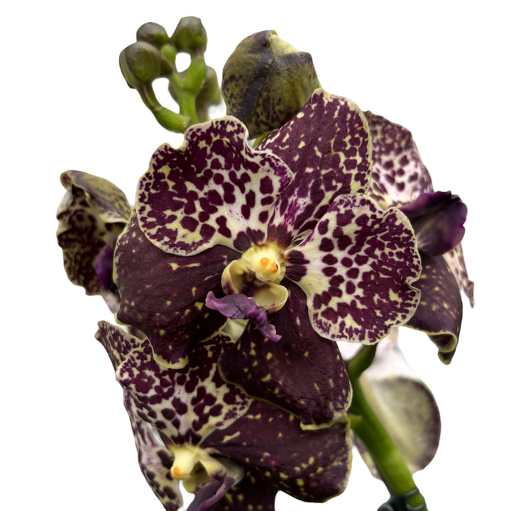 Vanda Mahony (Ansu)