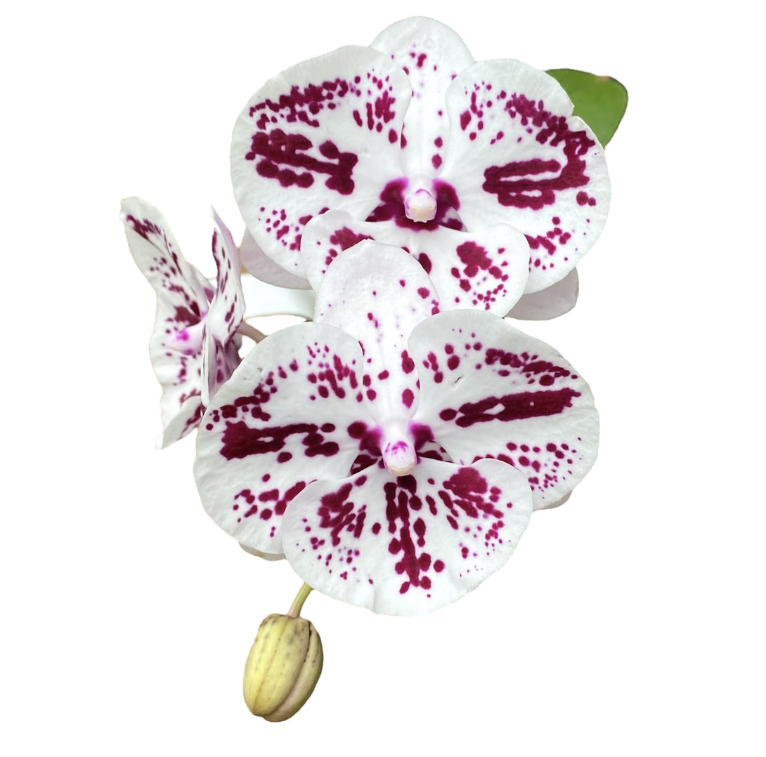 Phalaenopsis Lioulin R Lip '1274'