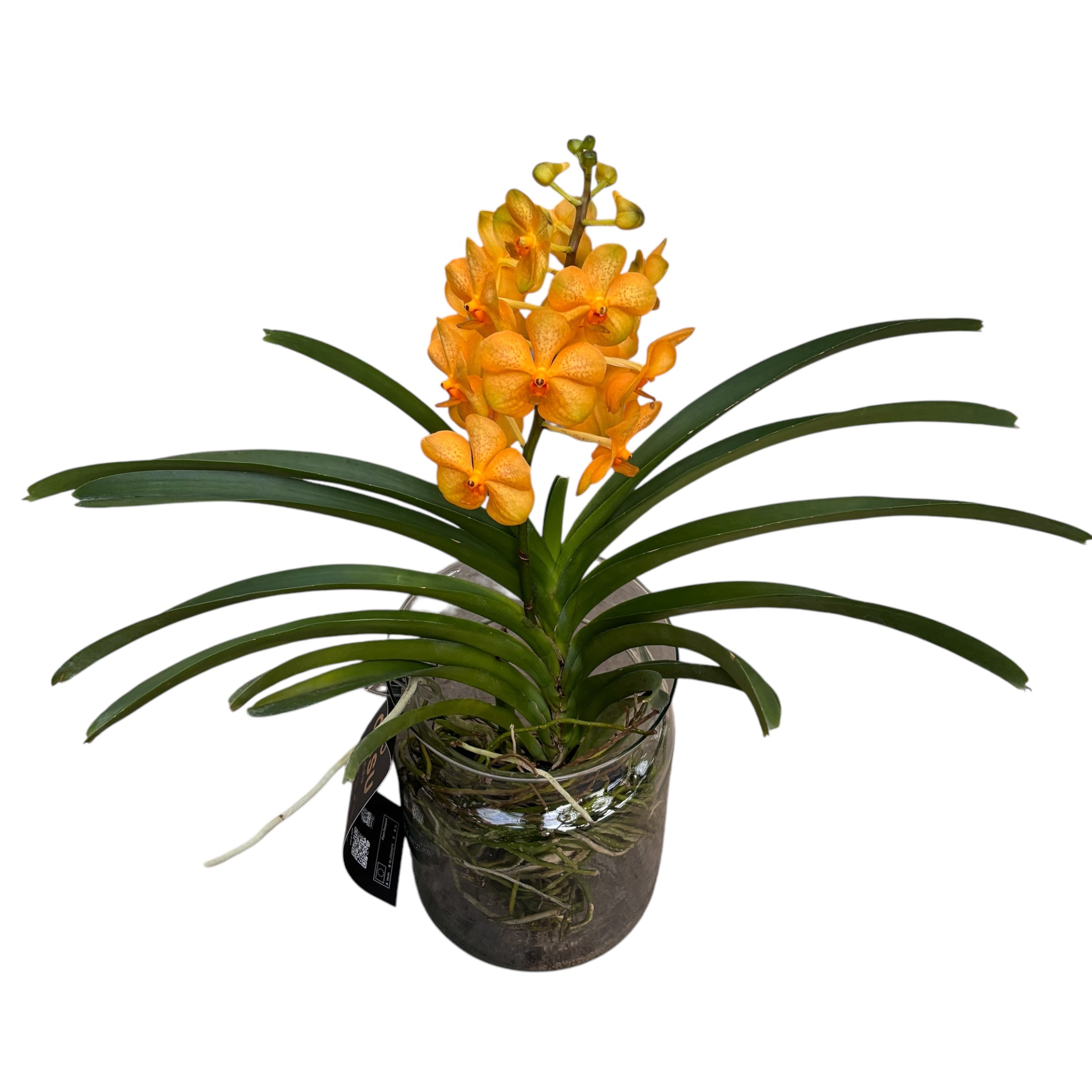 Vanda Natcha Princess Orange (Ansu)