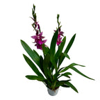 Miltonia Honolulu Warne's Best - voňavé kvety, vyvinuté exempláre