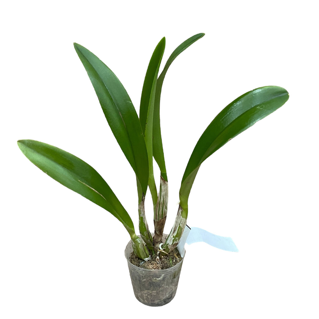 Rlc. Hsinying Sunbeam 'Juliets' - ароматни цветя