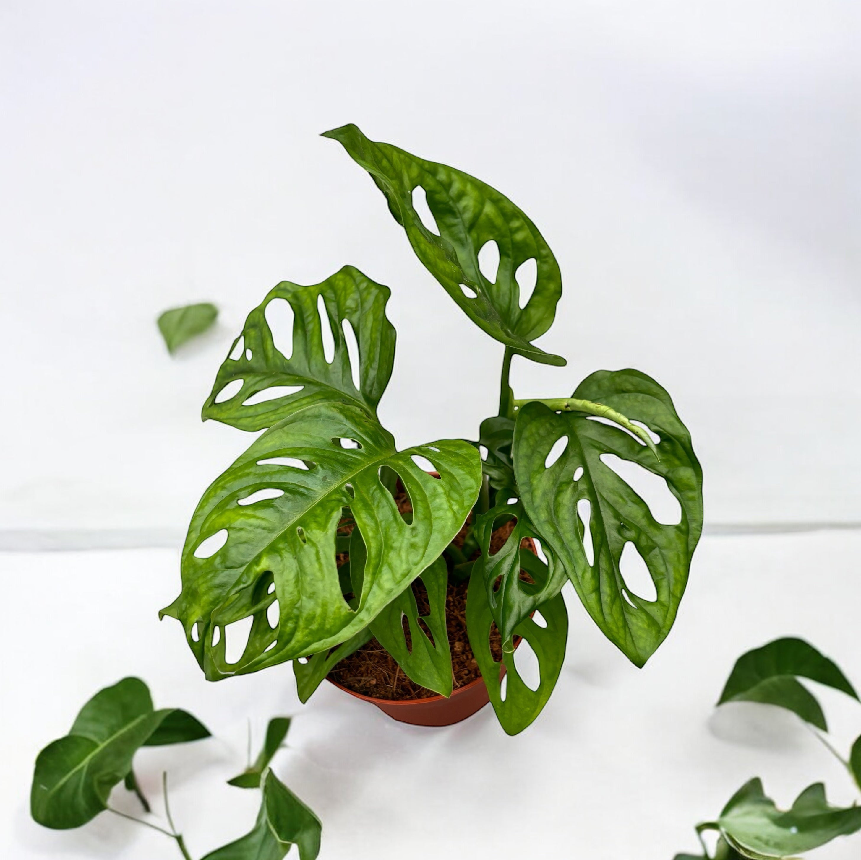 philodendron monstera adansonii Monstera Adansonii (Philodendron Monkey Mask) – Secret Garden Plant Shop