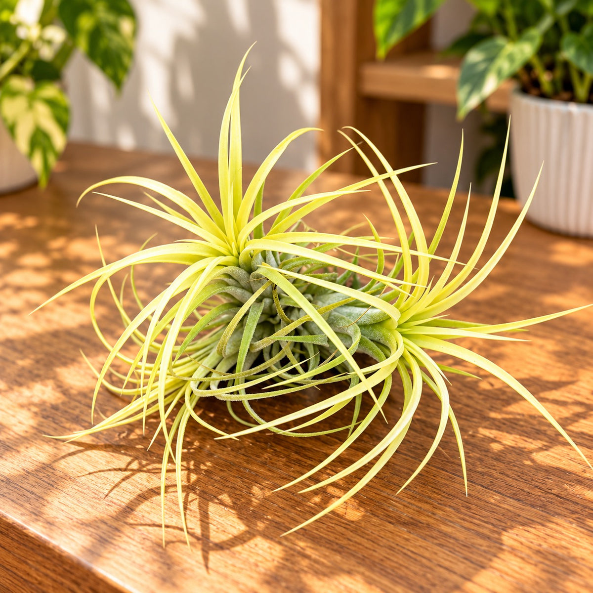 Tillandsia Ionantha Druid clump