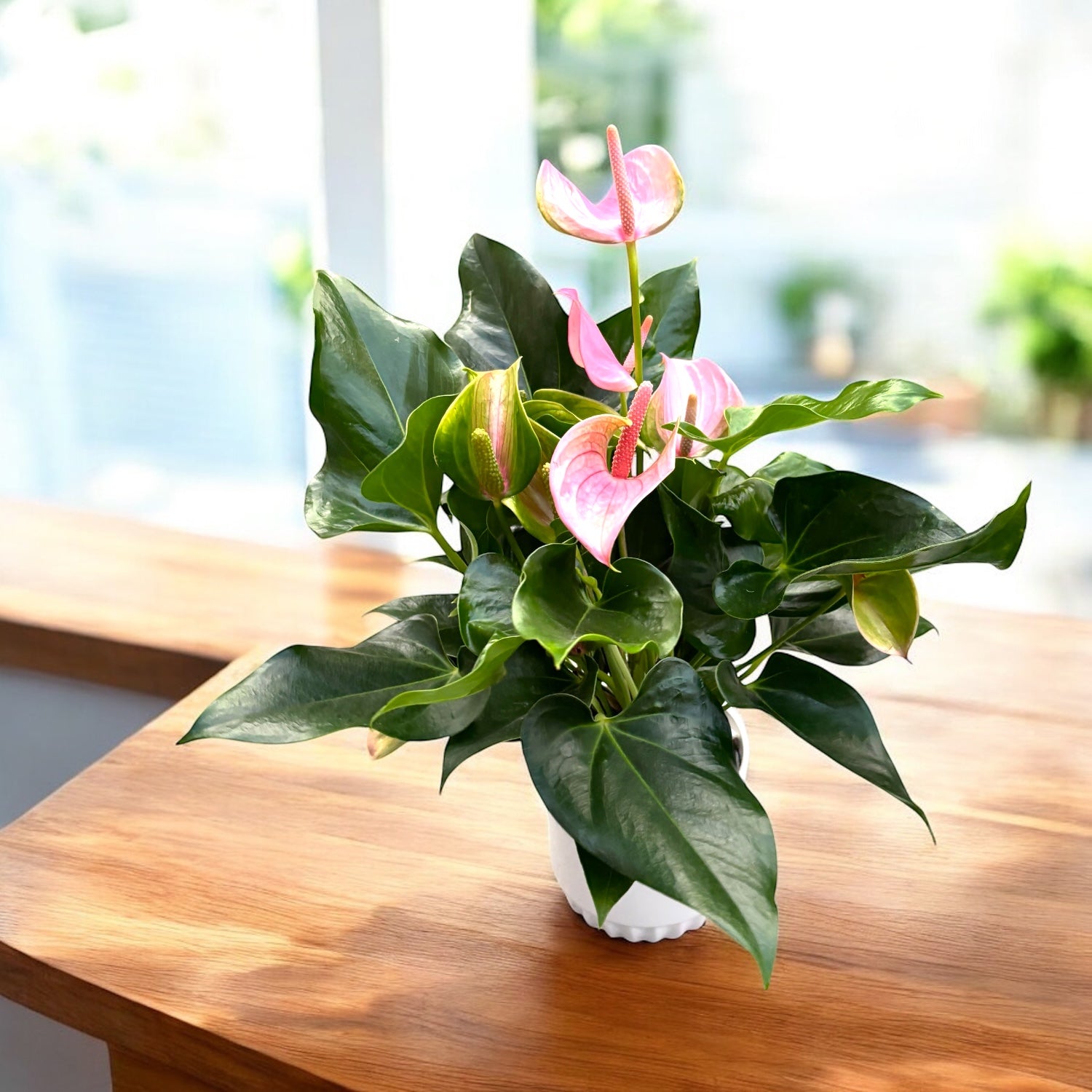 Anthurium ‘Joli Pink’ – eleganta tropicala in nuante de roz intens